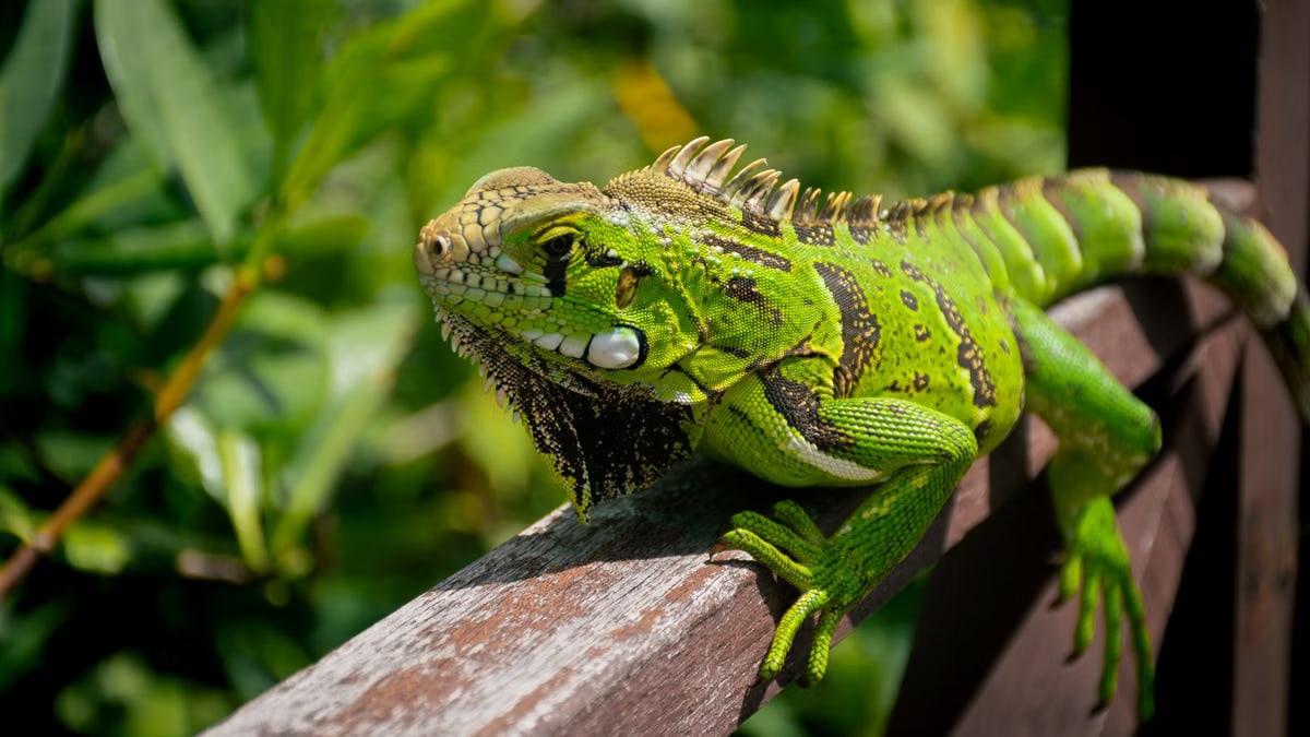 A green iguana basking in the sun on a wooden railing in Mata de São João, Brazil.